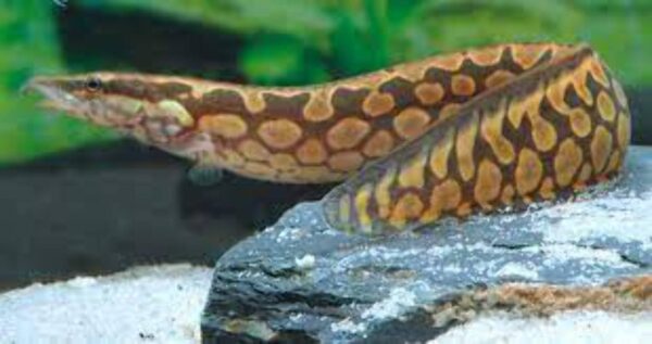 Select Tire Track Eel Mastacembelus armatus resting on fine river sand beside smooth rocks.