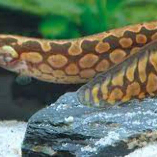 Select Tire Track Eel Mastacembelus armatus resting on fine river sand beside smooth rocks.