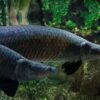 arapaima arowana for sale