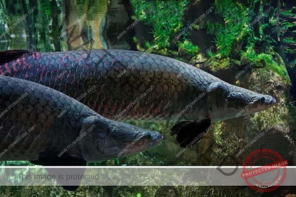 arapaima arowana for sale