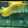 24k gold arowana, 24k gold arowana fish, 24k gold arowana for sale, 24k gold arowana price, 24k golden crossback arowana, 24k golden head arowana, 24k golden head crossback arowana, arowana 24k gold, arowana 24k golden head, arowana gold 24k, 24k crossback golden arowana, 24k golden arowana, 24k golden arowana price in india, 24k 9999 gold arowana for sale, 24k gold arowana baby, 24k gold arowana care, 24k gold arowana for sale in india, 24k gold arowana for sale uk, 24k gold arowana images, 24k gold arowana picture, 24k gold arowana price in malaysia, 24k gold arowana price in mumbai, 24k gold arowana singapore, 24k gold arowana where to buy, 24k gold asian arowana, 24k gold head arowana, 24k golden arowana for sale in malaysia, 24k golden arowana for sale in mumbai, 24k golden arowana malaysia price, 24k golden arowana price in malaysia, 24k golden arowana price malaysia, 24k golden arowana singapore, 24k golden arowanas for sale, 24k golden crossback arowana for sale, 24k golden crossback arowana price, 24k golden head arowana price, arowana 24k crossback golden, arowana 24k golden crossback, arowana fish gold 24k for sale, arowana golden head 24k, arowana malaysia golden 24k, arowana malaysian golden 24k, crossback golden 24k arowana, golden 24k arowana, ideal tank dimension for 24k golden arowana, universal 24k gold arowana,