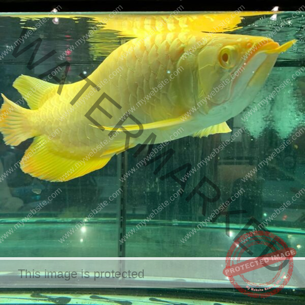 24k gold arowana, 24k gold arowana fish, 24k gold arowana for sale, 24k gold arowana price, 24k golden crossback arowana, 24k golden head arowana, 24k golden head crossback arowana, arowana 24k gold, arowana 24k golden head, arowana gold 24k, 24k crossback golden arowana, 24k golden arowana, 24k golden arowana price in india, 24k 9999 gold arowana for sale, 24k gold arowana baby, 24k gold arowana care, 24k gold arowana for sale in india, 24k gold arowana for sale uk, 24k gold arowana images, 24k gold arowana picture, 24k gold arowana price in malaysia, 24k gold arowana price in mumbai, 24k gold arowana singapore, 24k gold arowana where to buy, 24k gold asian arowana, 24k gold head arowana, 24k golden arowana for sale in malaysia, 24k golden arowana for sale in mumbai, 24k golden arowana malaysia price, 24k golden arowana price in malaysia, 24k golden arowana price malaysia, 24k golden arowana singapore, 24k golden arowanas for sale, 24k golden crossback arowana for sale, 24k golden crossback arowana price, 24k golden head arowana price, arowana 24k crossback golden, arowana 24k golden crossback, arowana fish gold 24k for sale, arowana golden head 24k, arowana malaysia golden 24k, arowana malaysian golden 24k, crossback golden 24k arowana, golden 24k arowana, ideal tank dimension for 24k golden arowana, universal 24k gold arowana,