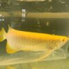 albino arowana for sale, albino silver arowana for sale, albino arowana fish for sale, albino arowana for sale in usa, albino arowana for sale in malaysia, albino arowana for sale malaysia, albino arowana for sale philippines, albino arowana for sale singapore, albino arowana for sale uk, albino asian arowana for sale, albino malaysian golden arowana for sale, albino silver arowana for sale in india, albino silver arowana for sale philippines, albino silver arowana for sale uk, albino silver arowana ip for sale, baby albino arowana for sale, golden albino arowana for sale,