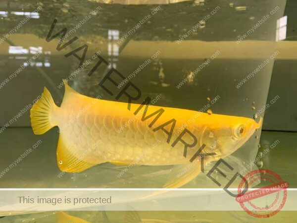 albino arowana for sale, albino silver arowana for sale, albino arowana fish for sale, albino arowana for sale in usa, albino arowana for sale in malaysia, albino arowana for sale malaysia, albino arowana for sale philippines, albino arowana for sale singapore, albino arowana for sale uk, albino asian arowana for sale, albino malaysian golden arowana for sale, albino silver arowana for sale in india, albino silver arowana for sale philippines, albino silver arowana for sale uk, albino silver arowana ip for sale, baby albino arowana for sale, golden albino arowana for sale,