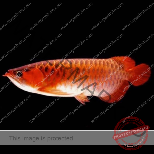 banjar red arowana fish, red banjar arowana fish, arowana fish banjar red, banja red arowana fish, banjar red arowana fish price, banjar red arowana scleropages formosus tropical fish sitetropical fish site, arowana banjar red for sale, banjar red arowana for sale, banjar red arowana for sale in bangalore, banjar red arowana for sale in chennai, banjar red arowana for sale in kolkata, banjar red arowana for sale philippines,