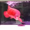 banjar red arowana fish, red banjar arowana fish, arowana fish banjar red, banja red arowana fish, banjar red arowana fish price, banjar red arowana scleropages formosus tropical fish sitetropical fish site, arowana banjar red for sale, banjar red arowana for sale, banjar red arowana for sale in bangalore, banjar red arowana for sale in chennai, banjar red arowana for sale in kolkata, banjar red arowana for sale philippines, blood red arowana for sale, arowana blood red for sale, blood red arowana for sale in malaysia, blood red arowana for sale in singapore, blood red arowana for sale philippines, blood red asian arowana for sale, ultimate blood red arowana for sale, ultimate blood red asian arowana for sale, blood red arowana for sale in usa,