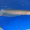 black blue arowana, blue black arowana, black blue arowana for sale, black blue arowana osteoglossum ferreirae welcome to aqua aqua imports, buy black blue arowana us,