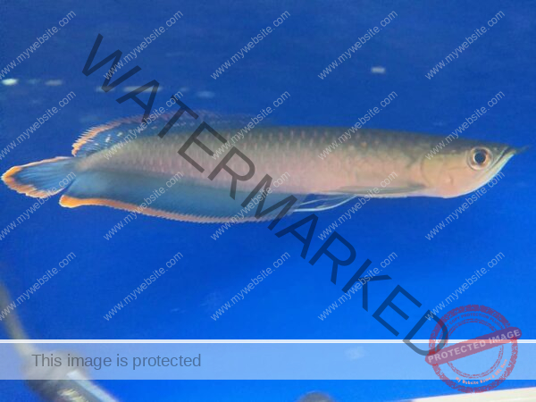 black blue arowana, blue black arowana, black blue arowana for sale, black blue arowana osteoglossum ferreirae welcome to aqua aqua imports, buy black blue arowana us,