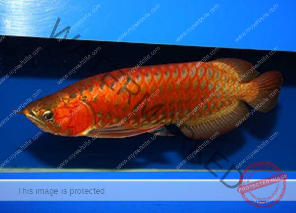 arowana red chili, chili red arowana, arowana chili red price, chili red arowana for sale, chili red arowana price, chili red asian arowana, red chili arowana, red chili arowana fish, red chili arowana price, chili red arowana fish, chili red arowana for sale singapore, super chili red arowana, super red vs chili red arowana, arowana chili red, arowana chili red fish, arowana super red chili, asian arowana chili red, baby chili red arowana for sale, blard red arowana chili red, blood red vs chili red arowana, buy chili red arowana, chili red arowana and red blood arowana, chili red arowana baby, chili red arowana baby price, chili red arowana baby price in india, chili red arowana care, chili red arowana colour development, chili red arowana died, chili red arowana fish for sale, chili red arowana fish tank, chili red arowana food, chili red arowana for sale in bangalore, chili red arowana for sale in chennai, chili red arowana for sale in india, chili red arowana for sale in sri lanka, chili red arowana for sale malaysia, chili red arowana for sale philippines, chili red arowana for sale uk, chili red arowana for sale with certificate and chipset, chili red arowana juvenile, chili red arowana malaysia, chili red arowana photos, chili red arowana price in india, chili red arowana price in malaysia, chili red arowana price in singapore, chili red arowana price in sri lanka, chili red arowana size, chili red arowana trading, chili red asian arowana fish, chili red vs super red arowana,