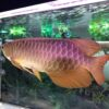 Cross Back Golden Arowana for sale