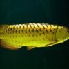 golden arowana fish, arowana fish golden, gold arowana fish, 24k gold arowana fish, arowana fish gold price, gold arowana fish feng shui, gold arowana fish for sale, golden arowana fish feng shui, golden arowana fish for sale, golden arowana fish price, 24 carat gold arowana fish price, arowana fish red tail golden, fish arowana gold, golden arowana fish images, golden arowana fish statue, red golden arowana fish, red tail golden arowana fish, arowana fish gold, arowana fish gold 24k for sale in vancouver, arowana gold fish, arowana gold fish price, arowana golden fish, australian arowana gold fish, australian golden arowana fish, baby golden arowana fish, feng shui golden arowana fish placement, fish arowana malaysia golden, gold arowana fish meaning, gold arowana fish price, gold arowana fish price in india, gold arowana fish price in sri lanka, gold arowana fish types, gold arowana fishing life, golden arowana fish bangalore, golden arowana fish care, golden arowana fish feeding, golden arowana fish for sale in kolkata, golden arowana fish for sale in mumbai, golden arowana fish meaning, golden arowana fish minimum tank size, golden arowana fish price in bangalore, golden arowana fish price in chennai, golden arowana fish price in india, golden arowana fish price in kerala, golden arowana fish price in kolkata, golden arowana fish price in mumbai, golden arowana fish price india, golden arowana fish price singapore, golden arowana fish statue meaning, golden arowana fish suppliers,