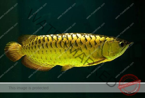 golden arowana fish, arowana fish golden, gold arowana fish, 24k gold arowana fish, arowana fish gold price, gold arowana fish feng shui, gold arowana fish for sale, golden arowana fish feng shui, golden arowana fish for sale, golden arowana fish price, 24 carat gold arowana fish price, arowana fish red tail golden, fish arowana gold, golden arowana fish images, golden arowana fish statue, red golden arowana fish, red tail golden arowana fish, arowana fish gold, arowana fish gold 24k for sale in vancouver, arowana gold fish, arowana gold fish price, arowana golden fish, australian arowana gold fish, australian golden arowana fish, baby golden arowana fish, feng shui golden arowana fish placement, fish arowana malaysia golden, gold arowana fish meaning, gold arowana fish price, gold arowana fish price in india, gold arowana fish price in sri lanka, gold arowana fish types, gold arowana fishing life, golden arowana fish bangalore, golden arowana fish care, golden arowana fish feeding, golden arowana fish for sale in kolkata, golden arowana fish for sale in mumbai, golden arowana fish meaning, golden arowana fish minimum tank size, golden arowana fish price in bangalore, golden arowana fish price in chennai, golden arowana fish price in india, golden arowana fish price in kerala, golden arowana fish price in kolkata, golden arowana fish price in mumbai, golden arowana fish price india, golden arowana fish price singapore, golden arowana fish statue meaning, golden arowana fish suppliers,