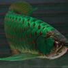 arowana scale green hell, green hell arowana scale, green arowana, green hell arowana scales, green asian arowana, arowana fish green, green arowana fish, green arowana for sale, green arowana price, green hell arowana, green hell arowana scale crafting,, green hell arowana scale use, malaysian green arowana, nami green arowana, what are arowana scales used for green hell, asian green arowana, batik green arowana, green arowana fish for sale, green arowana fish price, green arowana size, green base arowana, green jardini arowana, green pearl arowana, green terror arowana, nami green arowana price, arowana and green terror, arowana green, arowana green hybrid, arowana green pino, arowana super red green base, arwana pino green arowana banjar kuning, asian arowana green, asian green arowana fish, asian green arowana for sale, asian green arowana price, asian-green arowana fishao, australia green arowana, emerald green asian arowana, fishao asian green arowana, full grown green arowana, green and blue arowana, green arowana baby, green arowana baby price, green arowana bad luck, green arowana care, green arowana care sheet, green arowana certificate, green arowana cost, green arowana feng shui, green arowana fish care,