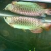 Hight Back Golden Arowana for sale