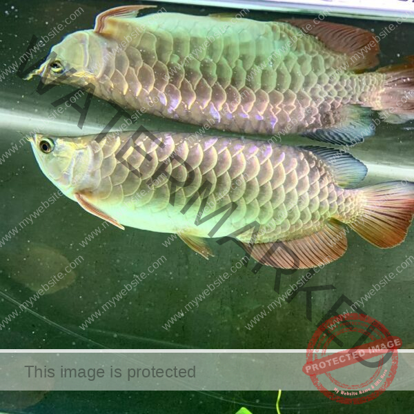 Hight Back Golden Arowana for sale