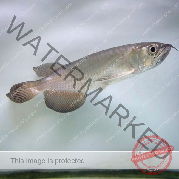 leichardti arowana, leichardti arowana for sale, leichardti arowana size, leichardti arowana vs jardini, leichardti arowana care, arowana leichardti, australian leichardti arowana, can black arowana live with leichardti, golden leichardti arowana, leichardti arowana aggression, leichardti arowana and jardini, leichardti arowana growth rate, leichardti arowana info, leichardti arowana max size, leichardti arowana price, leichardti arowana saratoga, leichardti arowana tank mates, leichardti arowanas, leichardti pearl arowana, leichardti spotted arowana, spotted arowana leichardti,