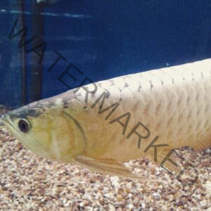 Malaysian Golden Crossback Arowana