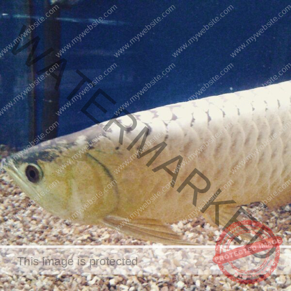 Malaysian Golden Crossback Arowana