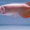 platinum super red arowana, arowana super red platinum, platinum super red arowana for sale, arowana super red platinum for sale,