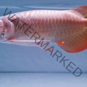 platinum super red arowana, arowana super red platinum, platinum super red arowana for sale, arowana super red platinum for sale,