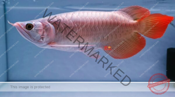 platinum super red arowana, arowana super red platinum, platinum super red arowana for sale, arowana super red platinum for sale,