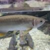 silver arowana, osteoglossum bicirrhosum silver arowana, double headed silver arowana, coral island silver arowana, silver arowana coral island, silver arowana fish, silver arowana for sale, silver arowana price, albino silver arowana, arowana silver price, silver arowanas, arowana silver, arowana silver fish, full grown silver arowana, silver arowana size, silver arowana tank size, fish arowana silver, arowana silver albino, silver arowana tank mates, tank size for silver arowana, silver arowana care, silver arowana lifespan, 18 inch silver arowana price, 2 feet silver arowana price, 6 inch silver arowana, adult silver arowana, albino arowana vs silver arowana, albino silver arowana fish, albino silver arowana for sale, albino silver arowana max size, albino silver arowana price, albino silver arowana red eye, albino silver arowana vs silver arowana, are silver arowana aggressive, are silver arowanas legal in the us, arowana albino silver, arowana fish silver price, arowana silver fish price, arowana silver platinum, arowana silver red, asian arowana vs silver arowana, asian silver arowana, best food for silver arowana, big silver arowana, big silver arowana fish, biggest silver arowana, black arowana vs silver arowana, black silver arowana, blue silver arowana, blueberry silver arowana,