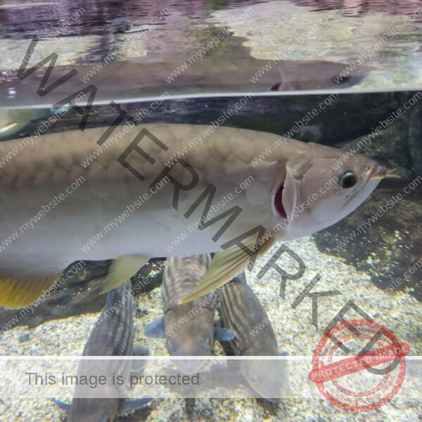 silver arowana, osteoglossum bicirrhosum silver arowana, double headed silver arowana, coral island silver arowana, silver arowana coral island, silver arowana fish, silver arowana for sale, silver arowana price, albino silver arowana, arowana silver price, silver arowanas, arowana silver, arowana silver fish, full grown silver arowana, silver arowana size, silver arowana tank size, fish arowana silver, arowana silver albino, silver arowana tank mates, tank size for silver arowana, silver arowana care, silver arowana lifespan, 18 inch silver arowana price, 2 feet silver arowana price, 6 inch silver arowana, adult silver arowana, albino arowana vs silver arowana, albino silver arowana fish, albino silver arowana for sale, albino silver arowana max size, albino silver arowana price, albino silver arowana red eye, albino silver arowana vs silver arowana, are silver arowana aggressive, are silver arowanas legal in the us, arowana albino silver, arowana fish silver price, arowana silver fish price, arowana silver platinum, arowana silver red, asian arowana vs silver arowana, asian silver arowana, best food for silver arowana, big silver arowana, big silver arowana fish, biggest silver arowana, black arowana vs silver arowana, black silver arowana, blue silver arowana, blueberry silver arowana,