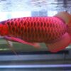 Super Majestic Red Arowana