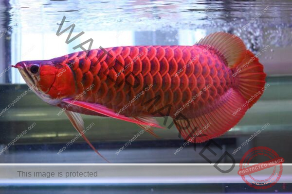 Super Majestic Red Arowana