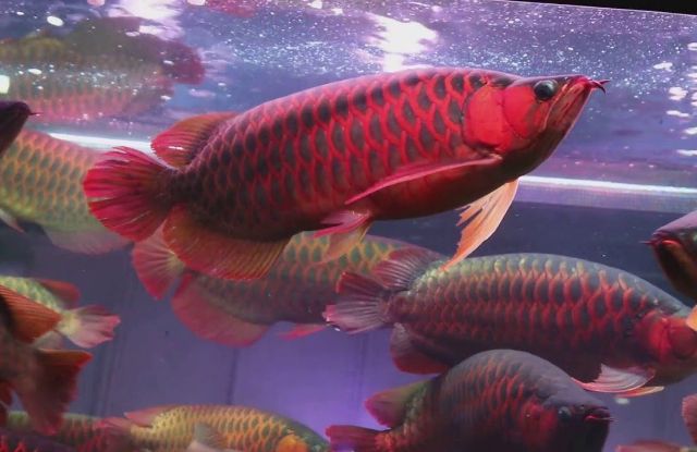 High-quality Super Red Arowana with vibrant scales swimming in a clean environment.