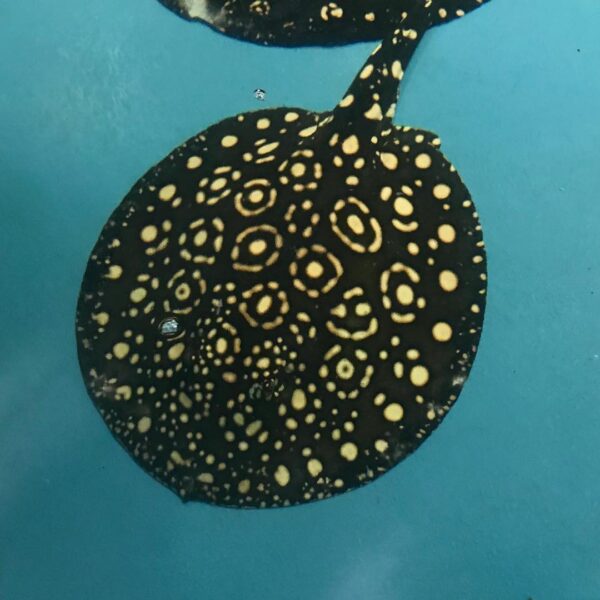 King Henlei Stingray Potamotrygon henlei with large white halo spots.