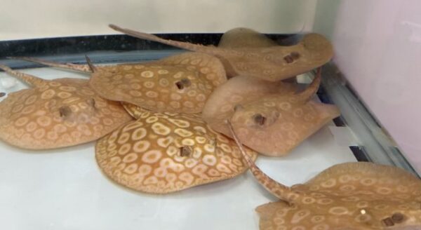 High-grade Albino Pearl Stingray with ivory body and golden rings.