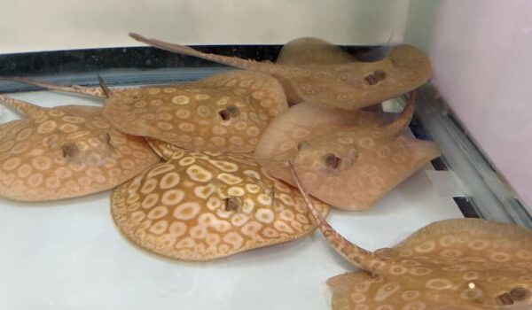 High-grade Albino Pearl Stingray with ivory body and golden rings.
