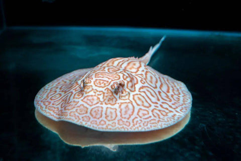 Fresh Water Stingrays