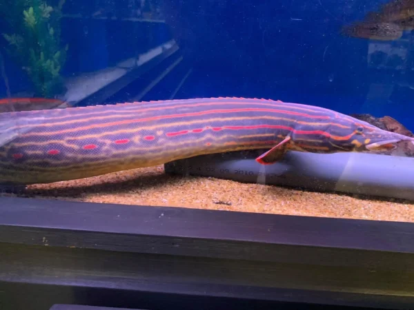 Large Fire Eel with intense red stripes on a black body in a luxury aquarium.