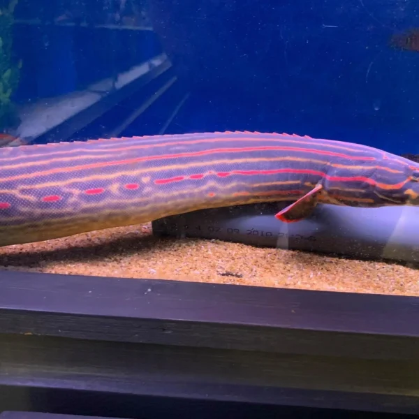 Large Fire Eel with intense red stripes on a black body in a luxury aquarium.
