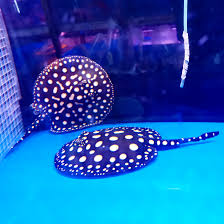 Black Diamond Stingray Potamotrygon leopoldi with white spots on black body.